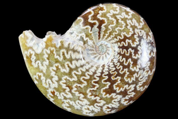 Polished, Agatized Ammonite (Cleoniceras) - Madagascar #117412